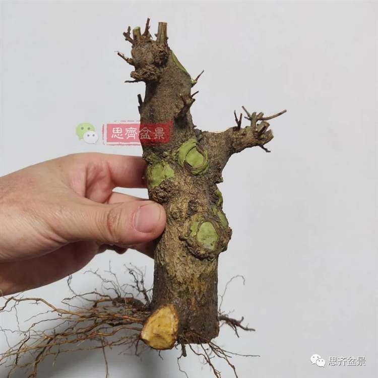 图解 矮霸石榴盆景怎么高压改作的方法