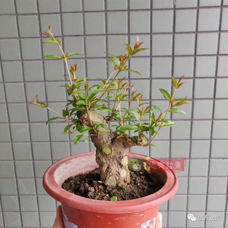 图解 矮霸石榴盆景怎么高压改作的方法