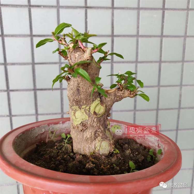 图解 矮霸石榴盆景怎么高压改作的方法