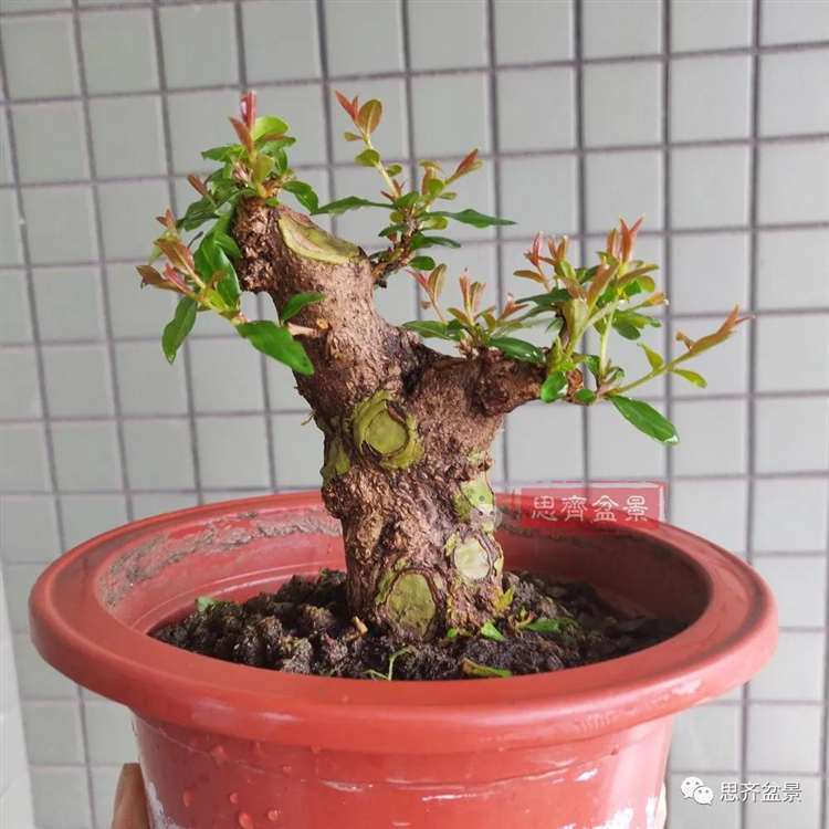 图解 矮霸石榴盆景怎么高压改作的方法