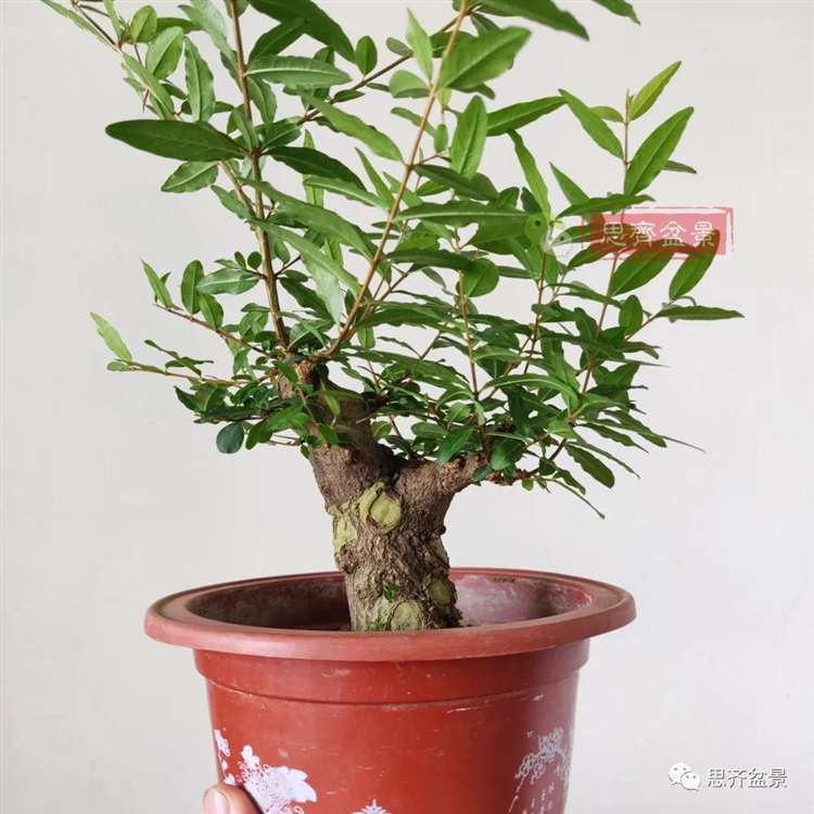 图解 矮霸石榴盆景怎么高压改作的方法