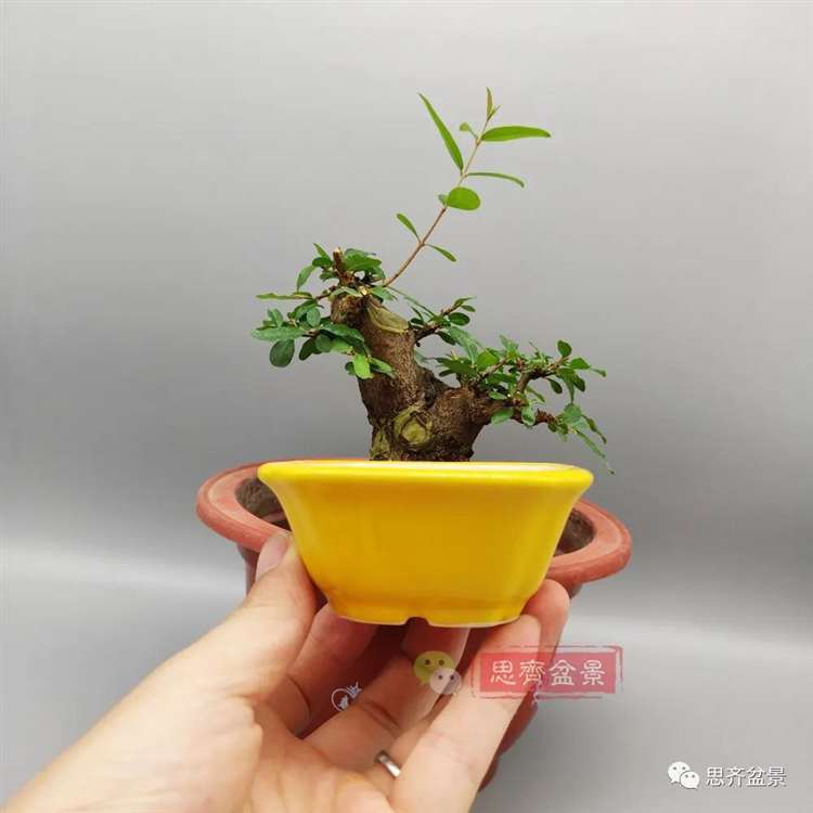 图解 矮霸石榴盆景怎么高压改作的方法