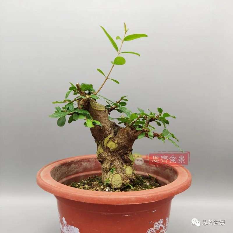 图解 矮霸石榴盆景怎么高压改作的方法