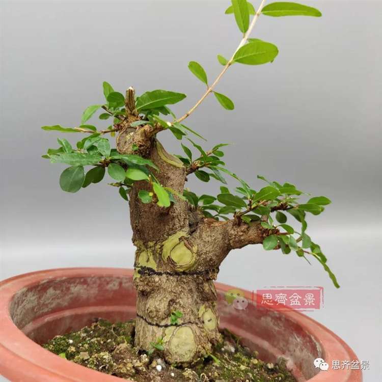 图解 矮霸石榴盆景怎么高压改作的方法