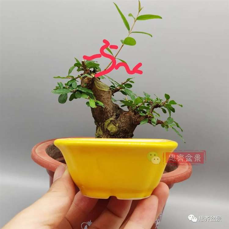 图解 矮霸石榴盆景怎么高压改作的方法
