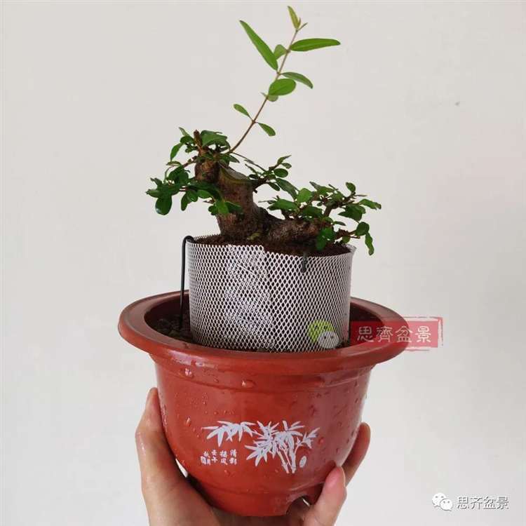 图解 矮霸石榴盆景怎么高压改作的方法