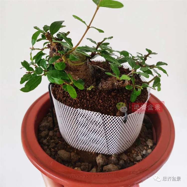 图解 矮霸石榴盆景怎么高压改作的方法