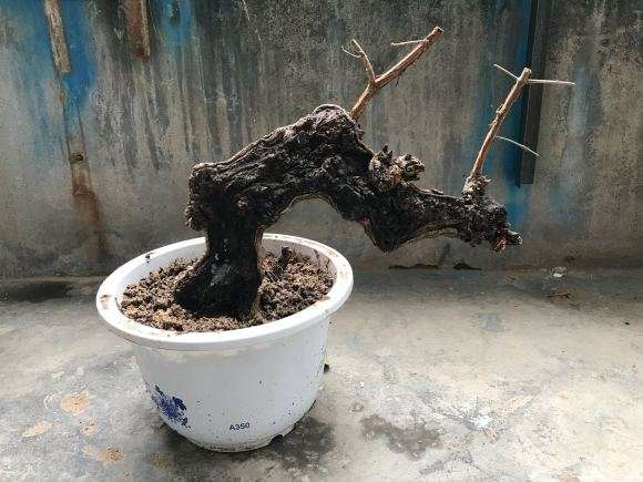 桂花下山桩用圆盆栽好 还是方盆栽好