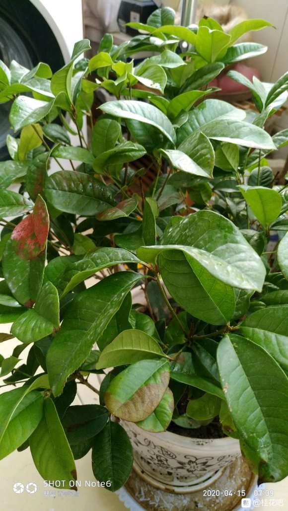 新买桂花下山桩怎么用土