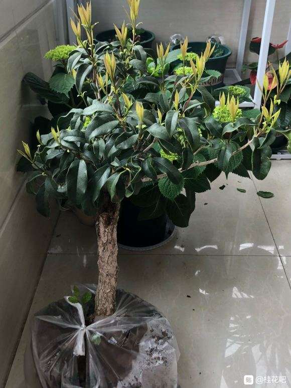 新买桂花下山桩怎么用土