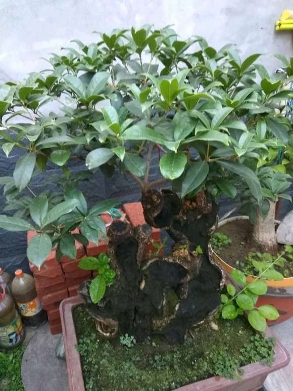 为什么心急是养下山桩的大忌