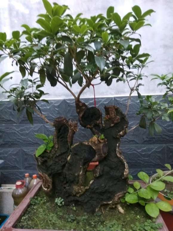 为什么心急是养下山桩的大忌