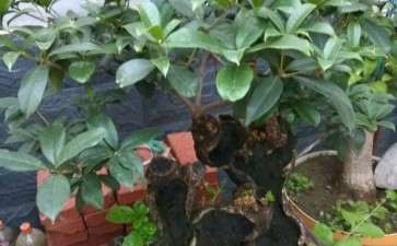 为什么心急是养下山桩的大忌 图片