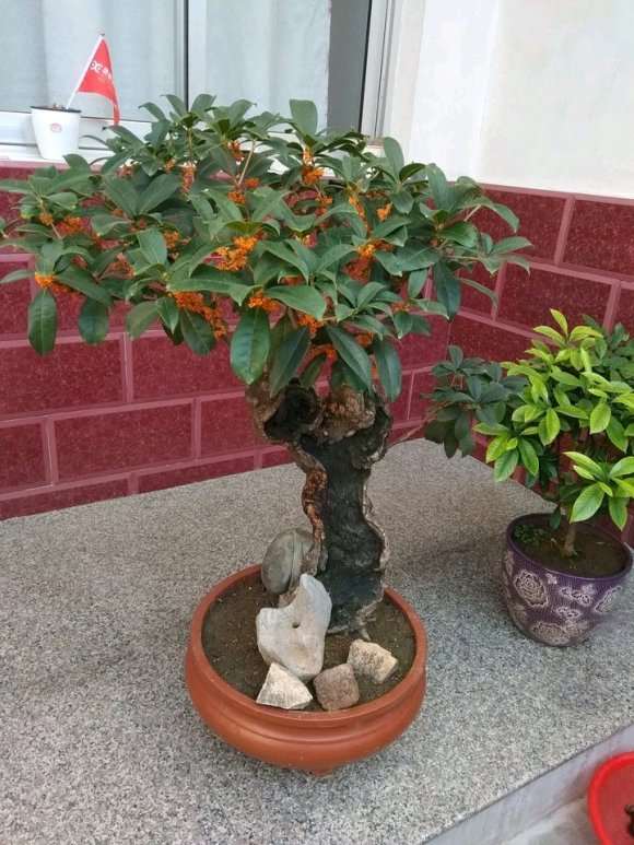 教桂花下山桩什么时候长根最快
