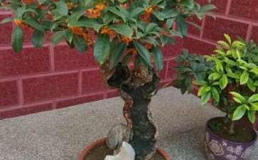 教桂花下山桩什么时候长根最快