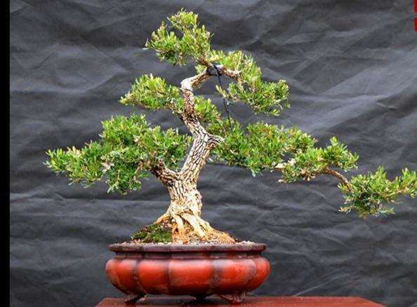 黄杨下山桩的新芽萎缩 怎么办 图片