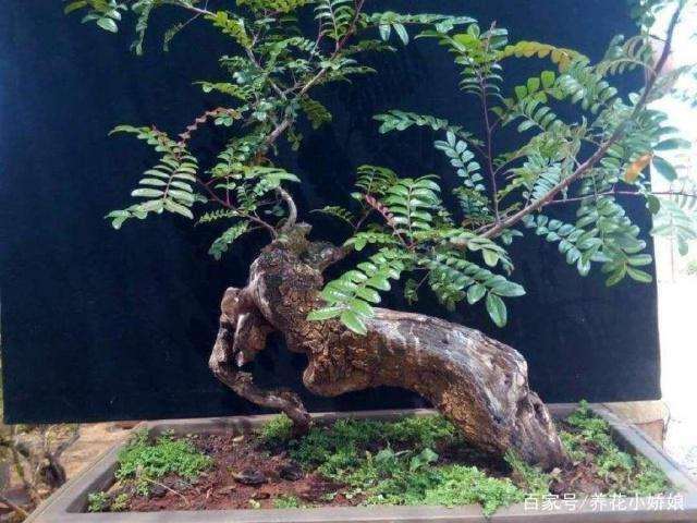 两个多月的清香木下山桩 纯沙养的 图片