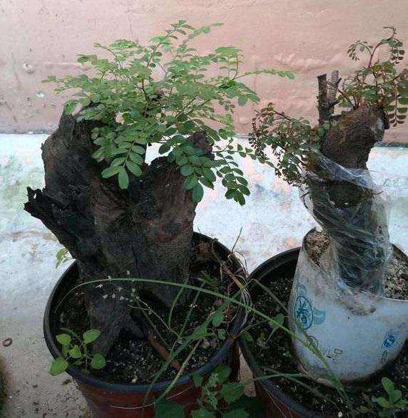 两个多月的清香木下山桩 纯沙养的 图片