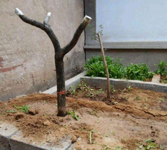 流苏下山桩可以用沙养吗