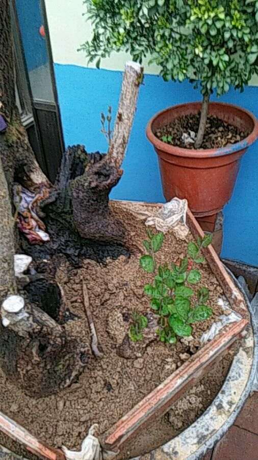 流苏下山桩可以用沙养吗