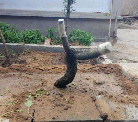 流苏下山桩可以用沙养吗