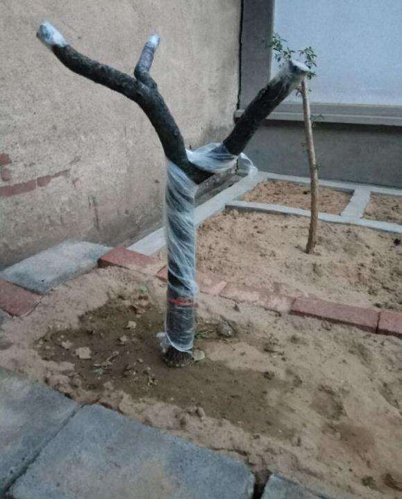 流苏下山桩可以用沙养吗