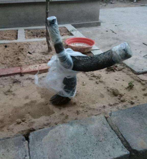 流苏下山桩可以用沙养吗