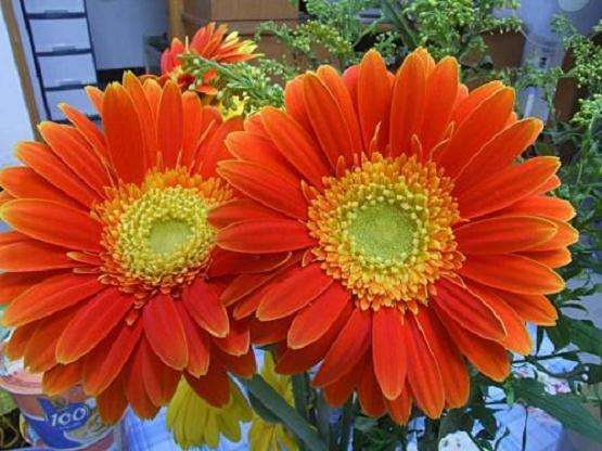 大棚非洲菊发生蓟马的2个特点