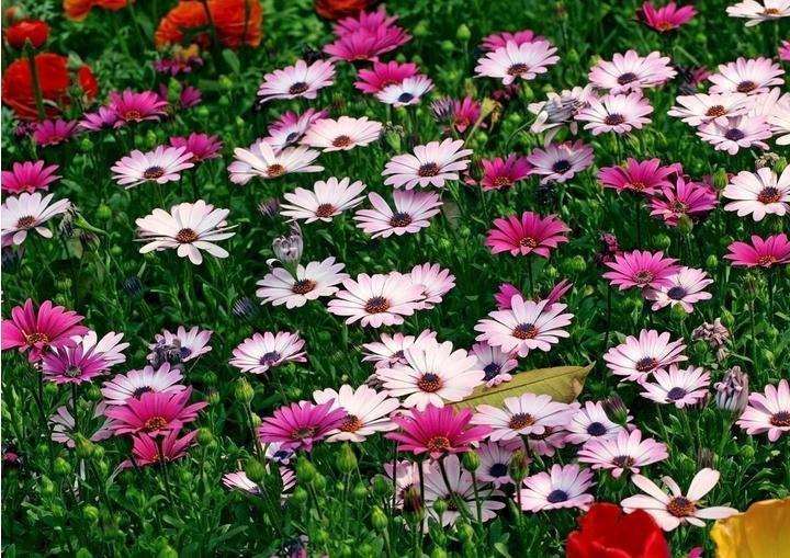 大棚非洲菊蓟马怎么综合防治的3个措施