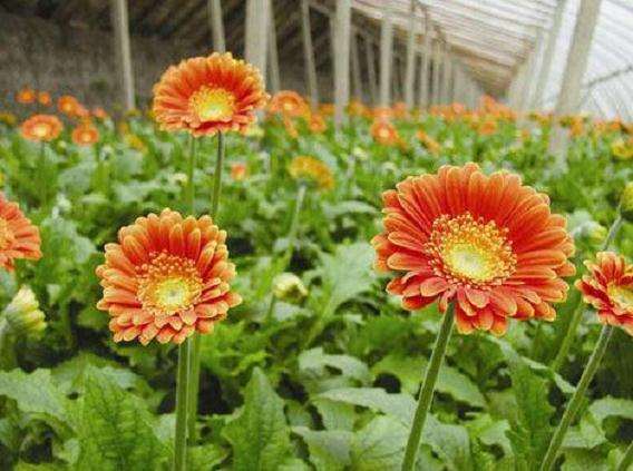 大棚非洲菊蓟马怎么综合防治的3个措施