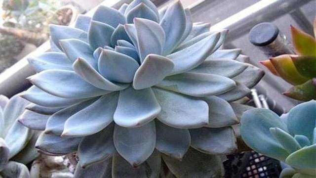 夏季多肉叶片严重脱落怎么办