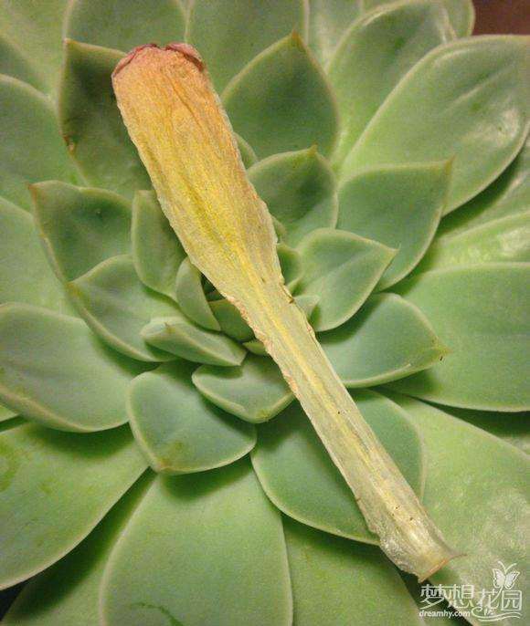 夏季多肉叶片严重脱落怎么办