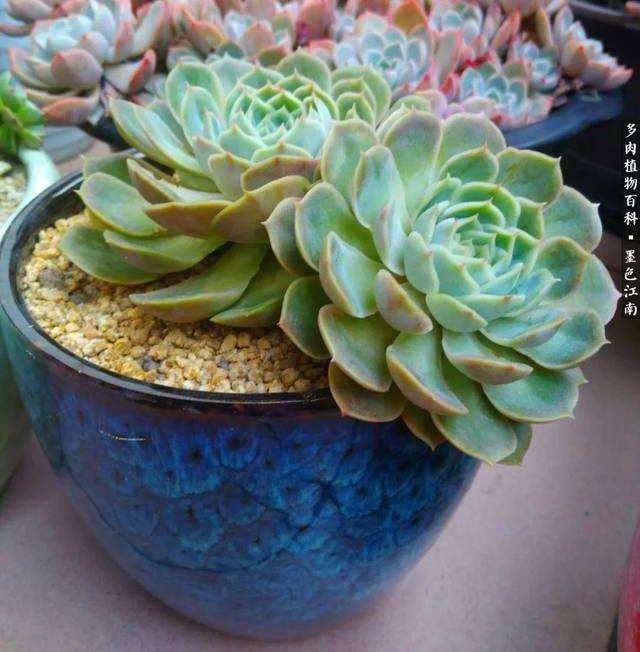 夏季多肉灰霉病怎么防治的2个建议