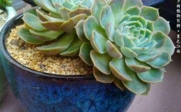 夏季多肉灰霉病怎么防治的2个建议