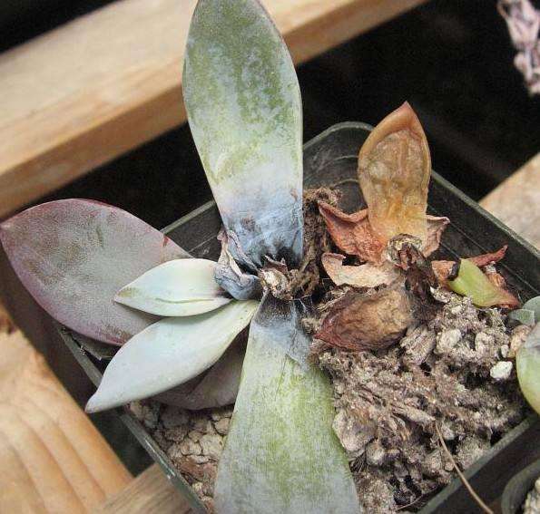 夏季多肉黑腐病怎么防治的2个建议