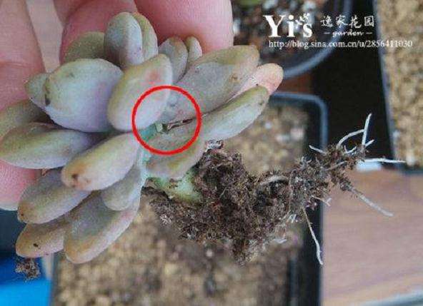夏季多肉粉蚧怎么防治的2个建议