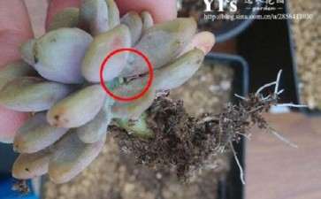 夏季多肉粉蚧怎么防治的2个建议