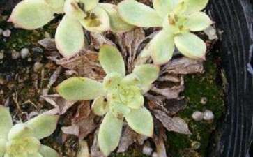 夏季多肉食叶害虫怎么防治的2个建议