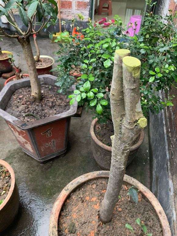 桂花下山桩叶子长起来了