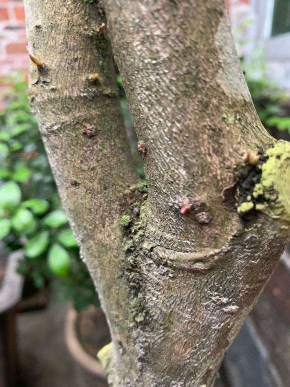 桂花下山桩叶子长起来了