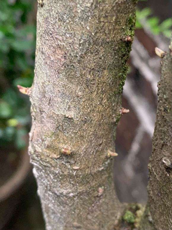 桂花下山桩叶子长起来了