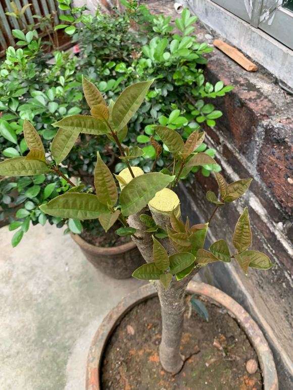 桂花下山桩叶子长起来了