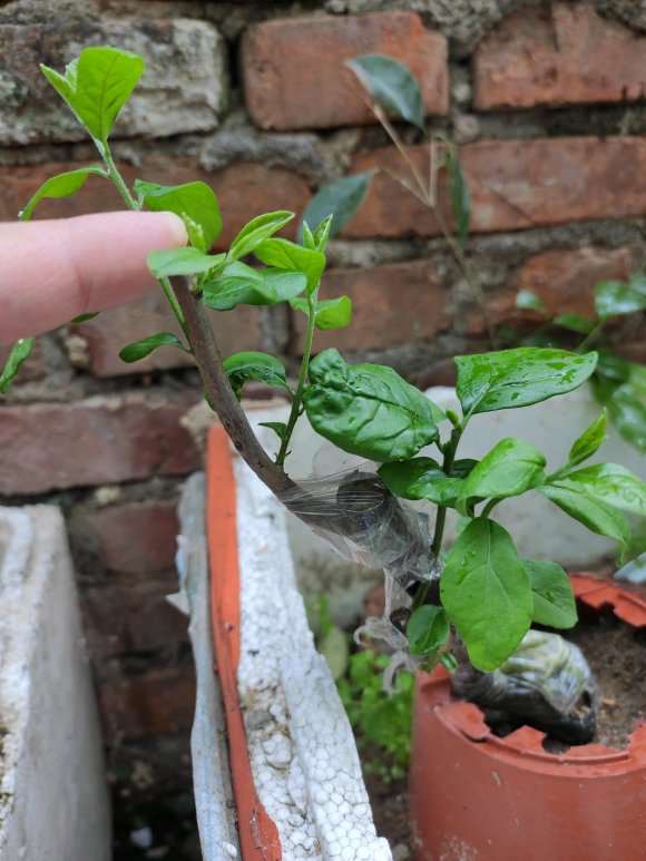 为什么下山桩生桩的新芽要摘掉