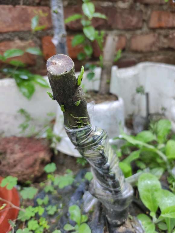 为什么下山桩生桩的新芽要摘掉