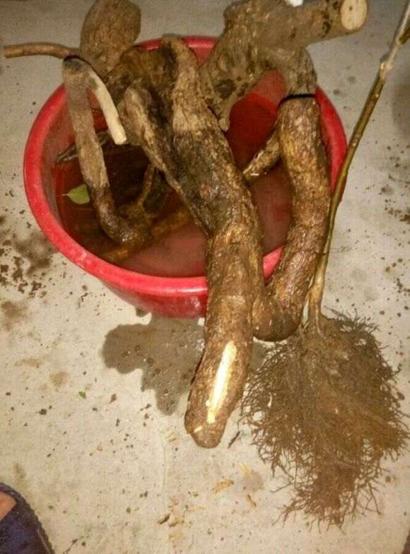 图解 下山桩怎么接根的4个步骤
