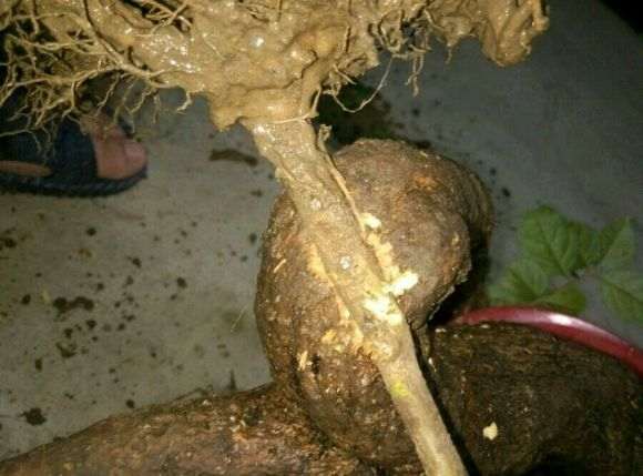 图解 下山桩怎么接根的4个步骤