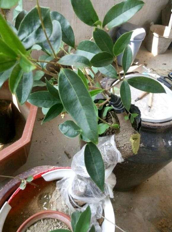 未接根 流苏下山桩枝芽生长明显 图片