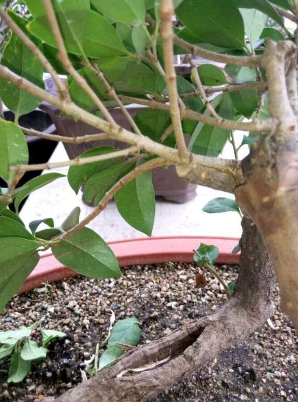 未接根 流苏下山桩枝芽生长明显 图片