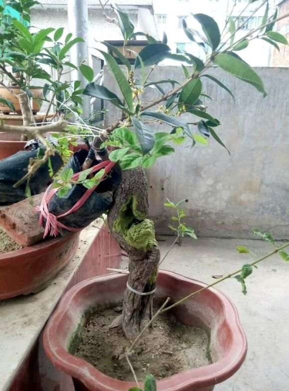 未接根 流苏下山桩枝芽生长明显 图片