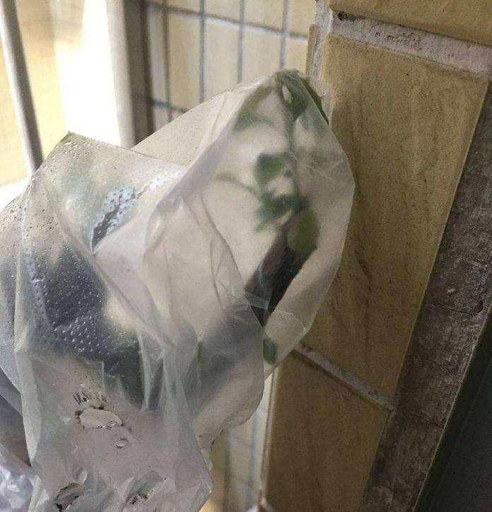 下山桩生桩怎么套袋的6个步骤